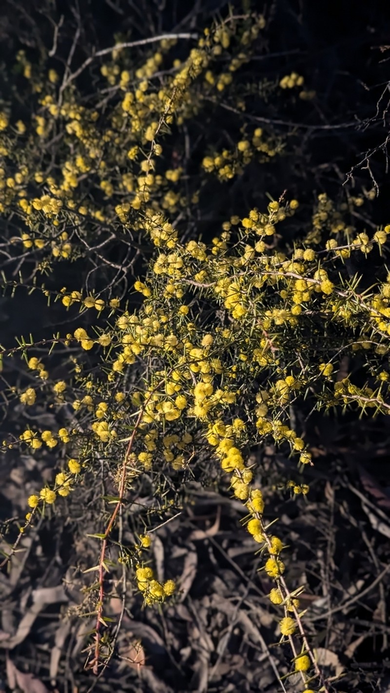 Acacia asparagoides photo 7