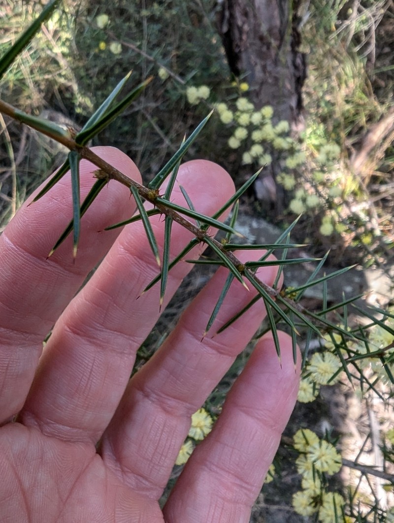 Acacia asparagoides photo 8