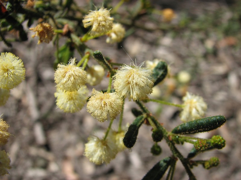 Acacia aspera