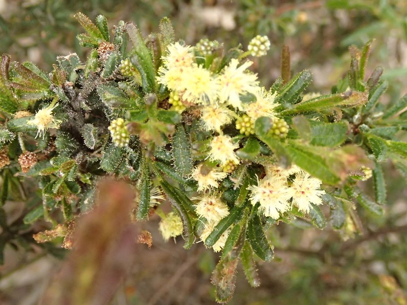 Acacia aspera photo 2