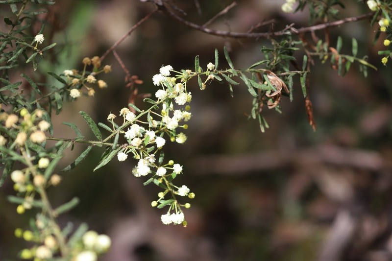 Acacia aspera photo 3