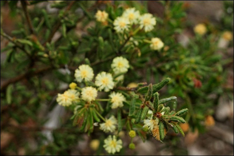 Acacia aspera photo 4