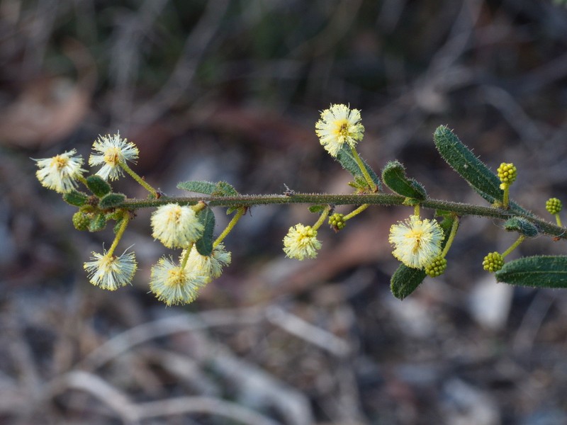 Acacia aspera photo 5