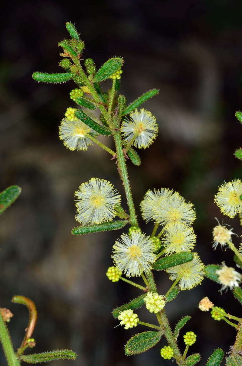 Acacia aspera photo 6