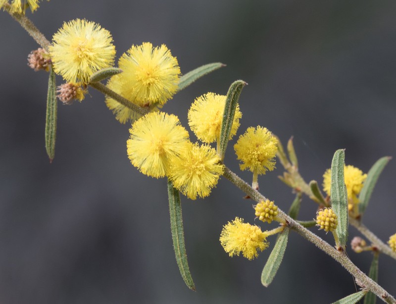Acacia aspera photo 7