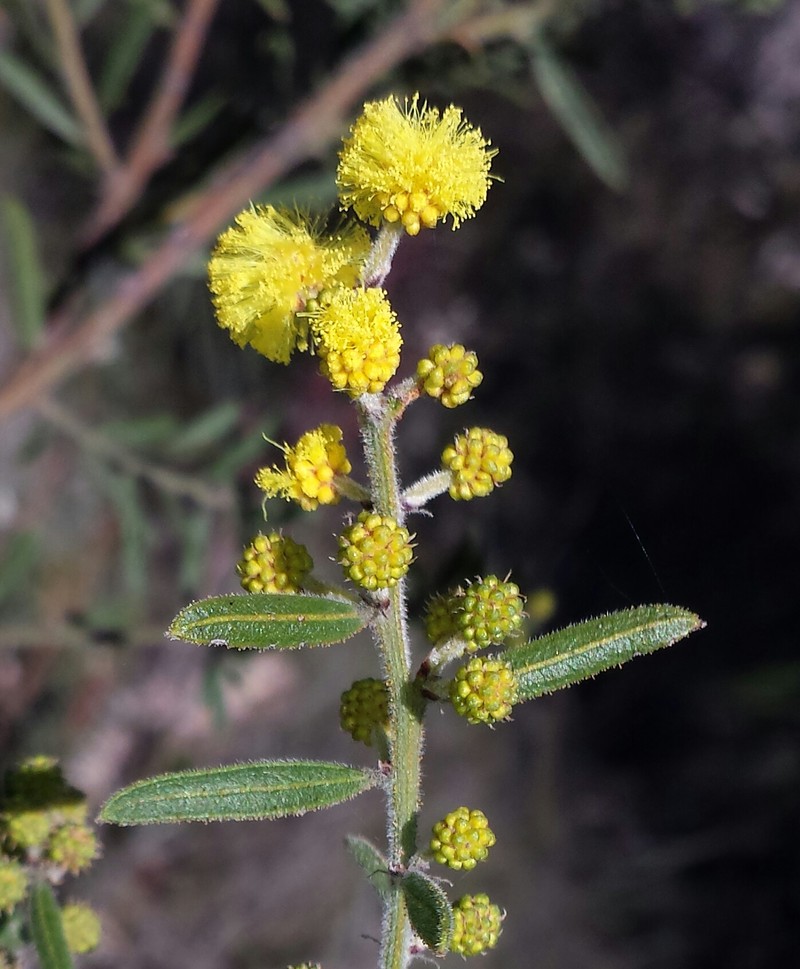 Acacia aspera photo 8