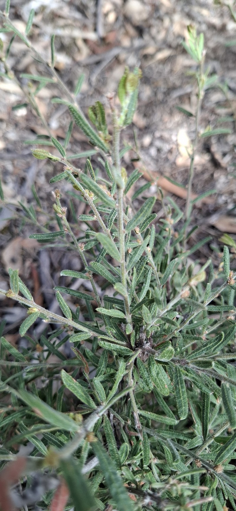 Acacia aspera subsp. aspera