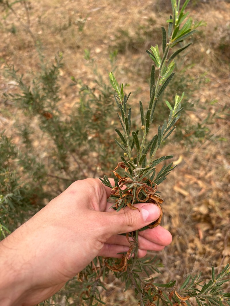 Acacia aspera subsp. aspera photo 2