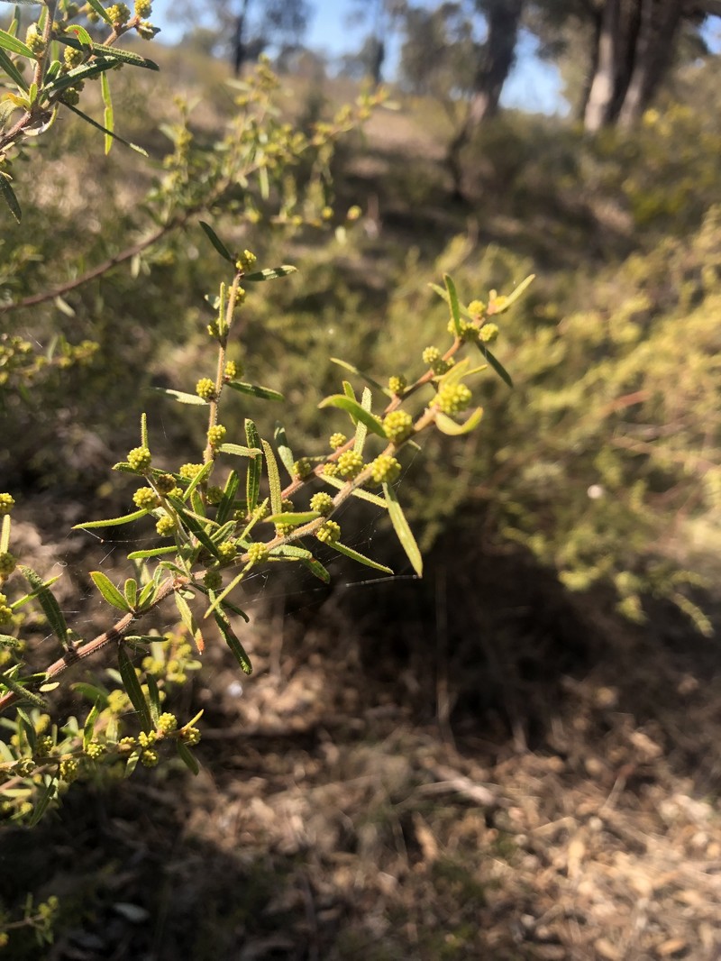 Acacia aspera subsp. aspera photo 3