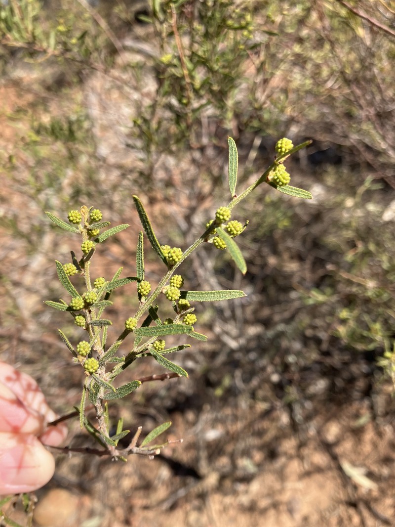 Acacia aspera subsp. aspera photo 4