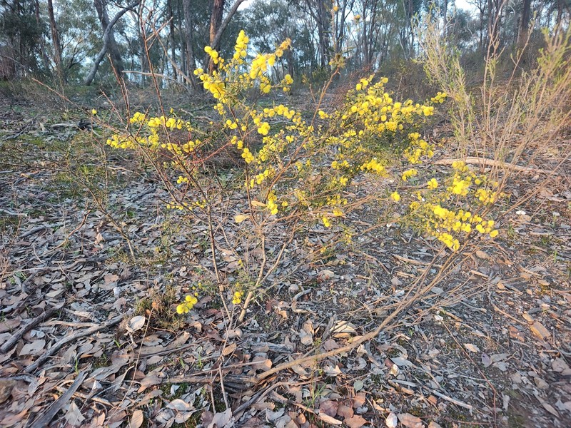 Acacia aspera subsp. aspera photo 5