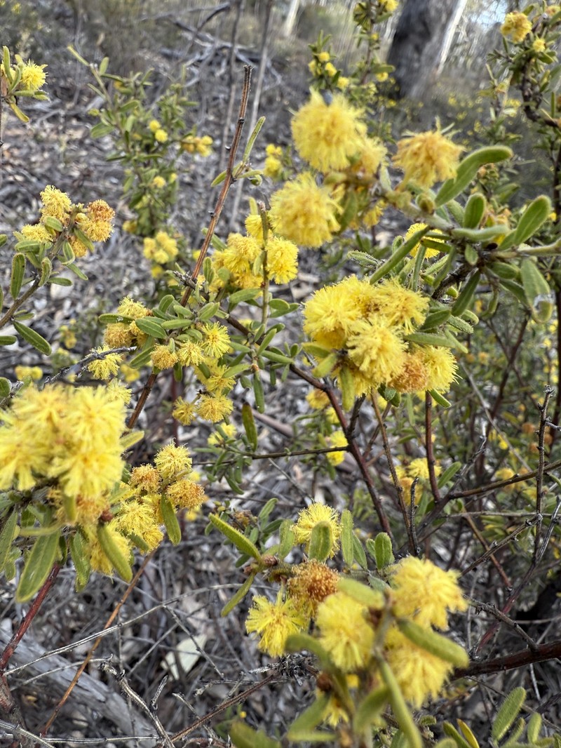 Acacia aspera subsp. aspera photo 6