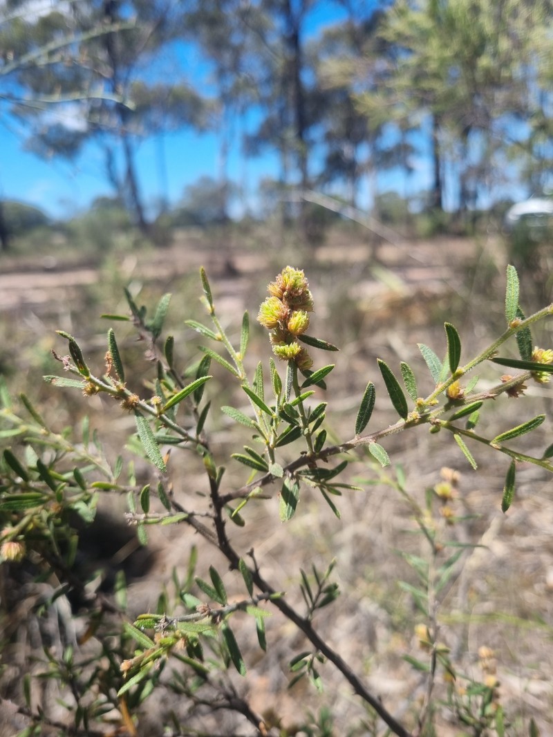 Acacia aspera subsp. aspera photo 7
