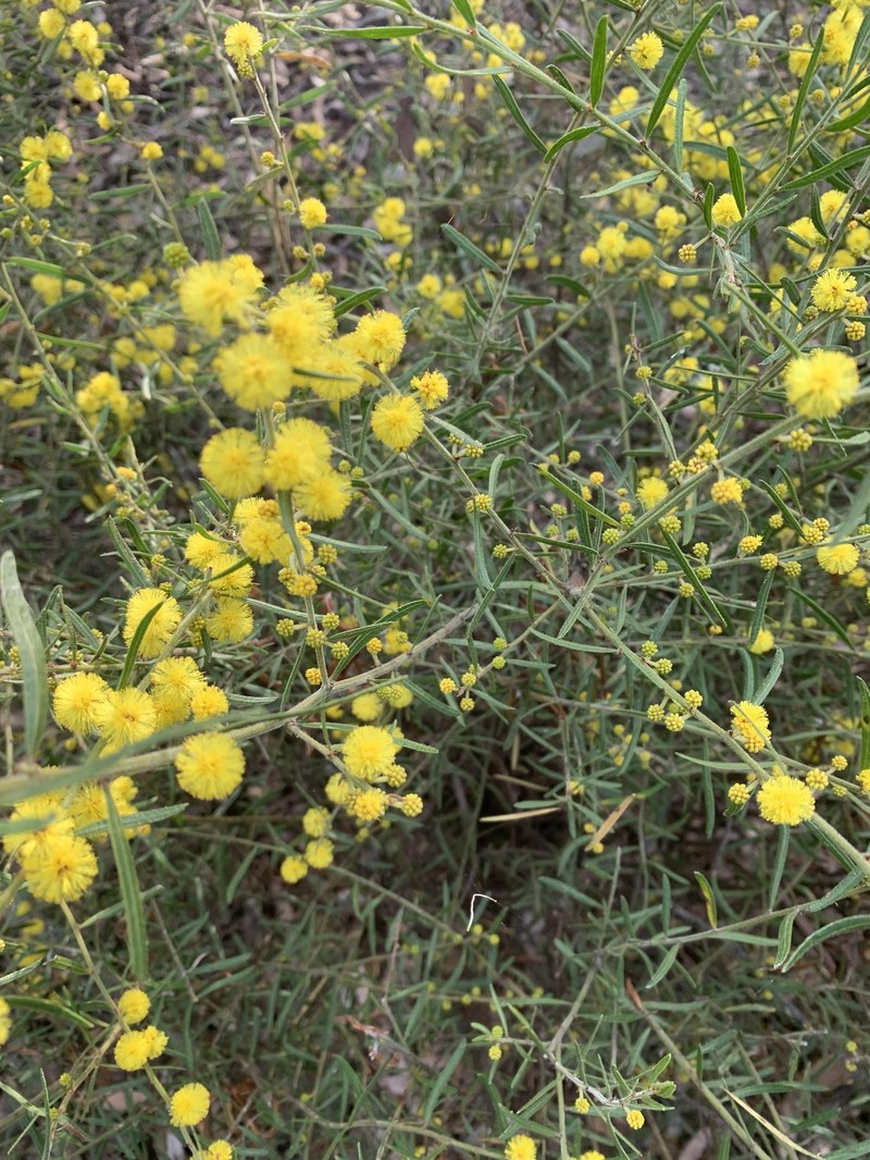 Acacia aspera subsp. aspera photo 8