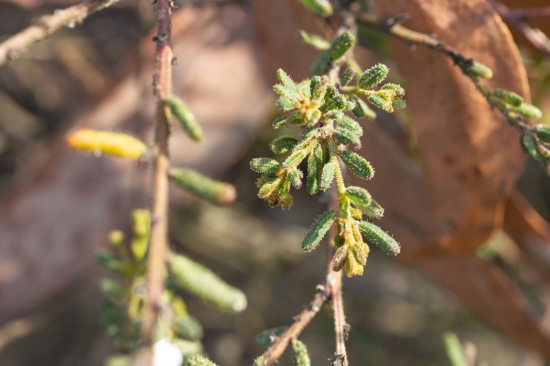 Acacia aspera subsp. parviceps photo 3