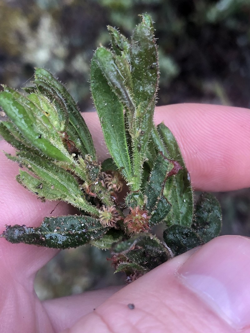 Acacia aspera subsp. parviceps photo 4