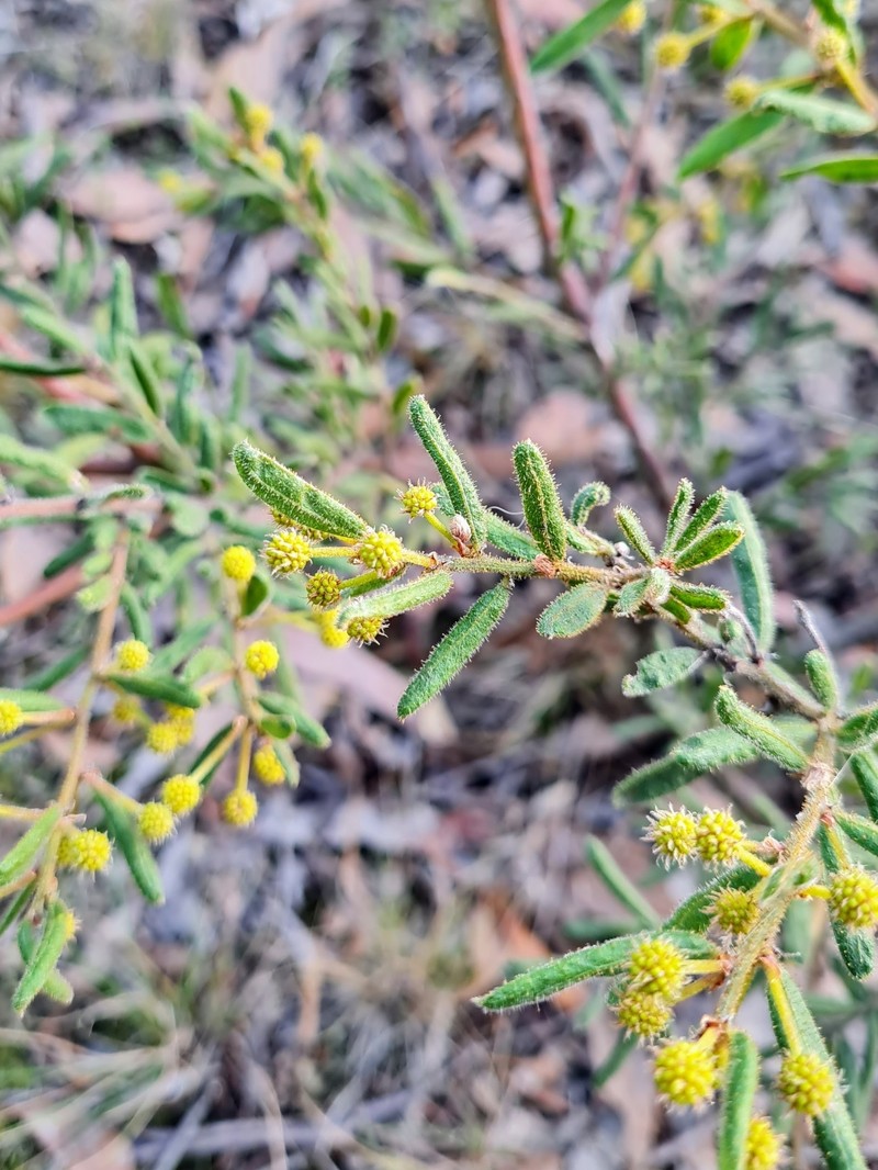Acacia aspera subsp. parviceps photo 5