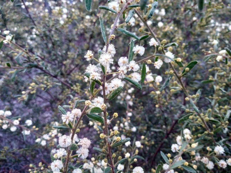 Acacia aspera subsp. parviceps photo 6