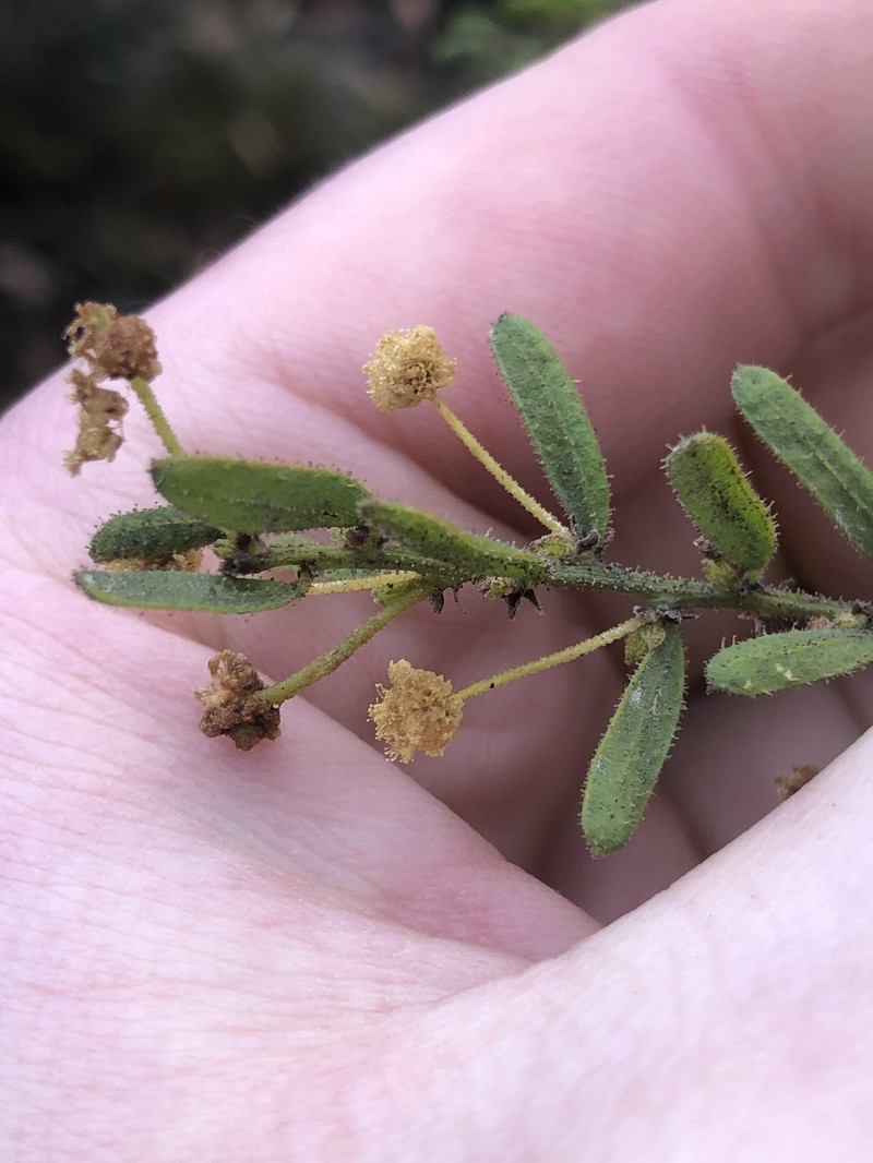 Acacia aspera subsp. parviceps photo 7