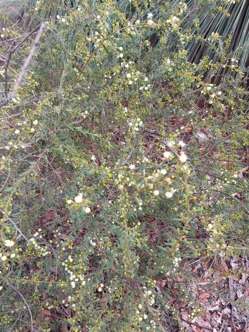 Acacia aspera subsp. parviceps photo 8