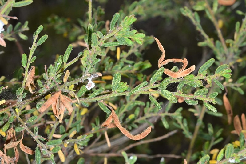 Acacia aspera subsp. parviceps