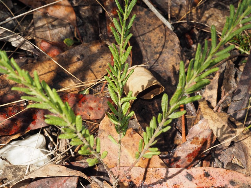 Acacia aspera subsp. parviceps photo 2