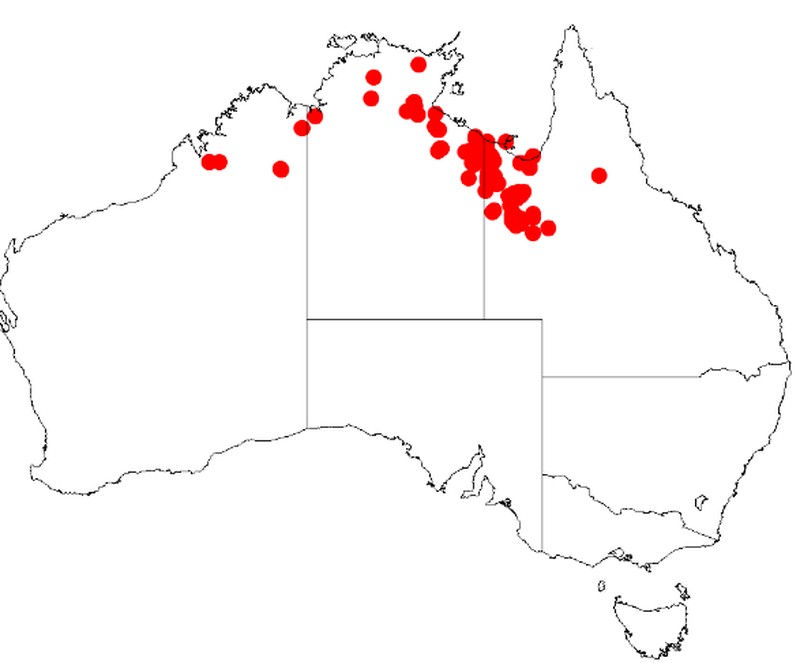 Acacia asperulacea