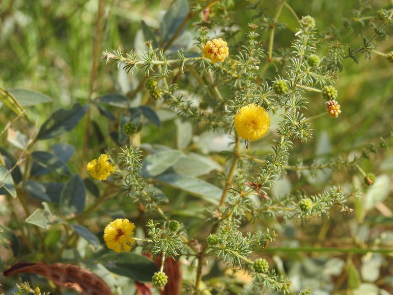 Acacia asperulacea photo 2
