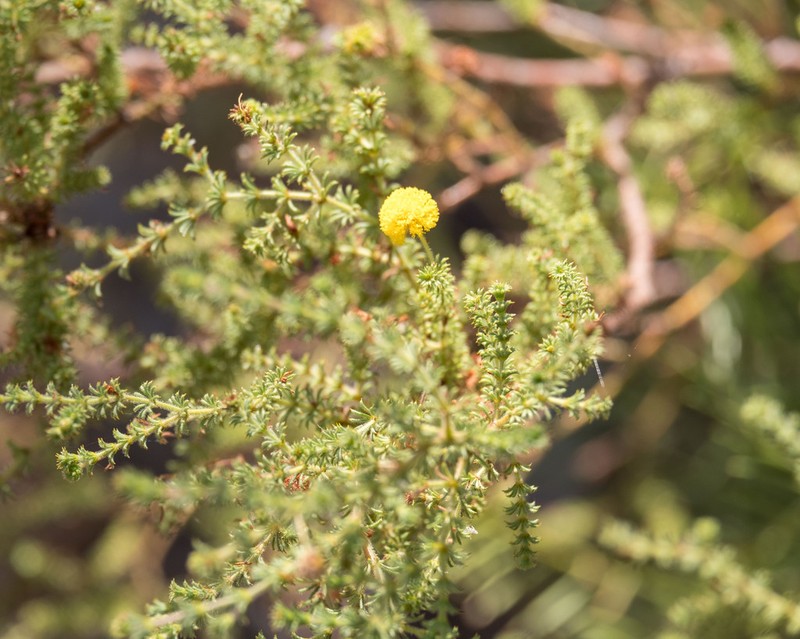 Acacia asperulacea photo 3