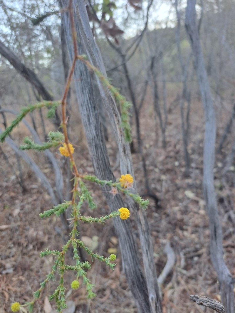 Acacia asperulacea photo 4