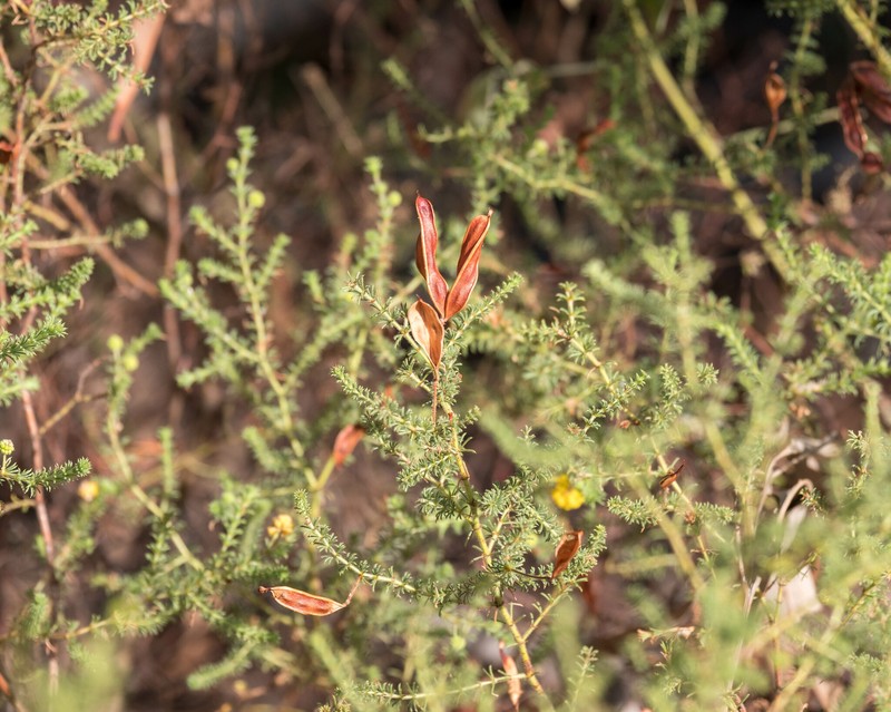 Acacia asperulacea photo 5