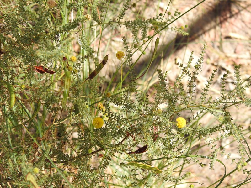 Acacia asperulacea photo 6