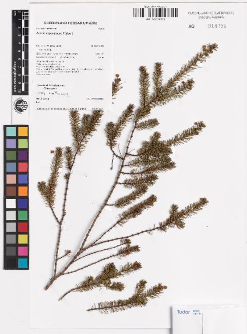 Acacia asperulacea photo 7