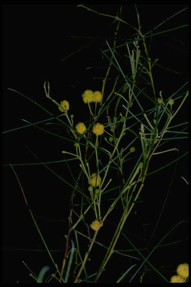 Acacia assimilis