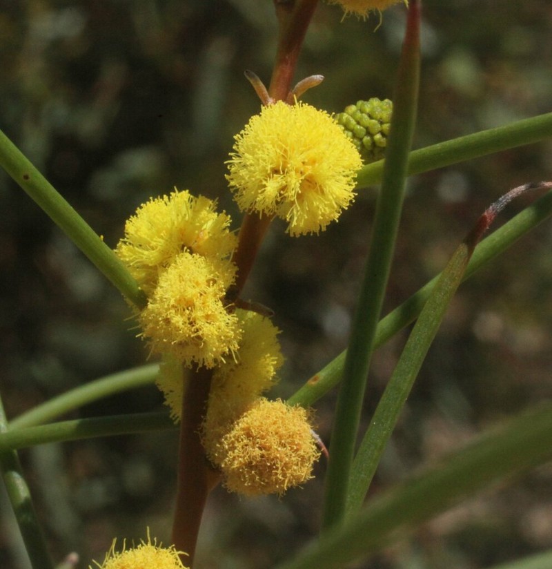 Acacia assimilis photo 2