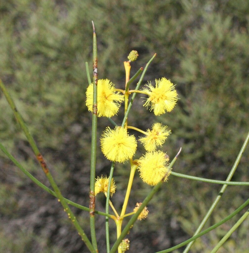 Acacia assimilis photo 3