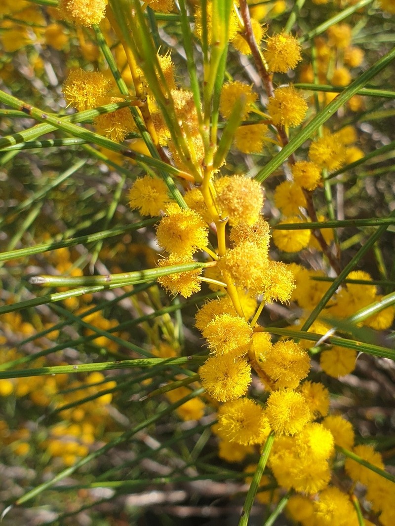 Acacia assimilis photo 4