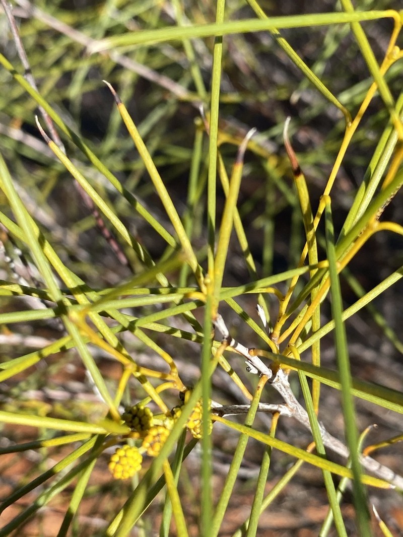 Acacia assimilis photo 5