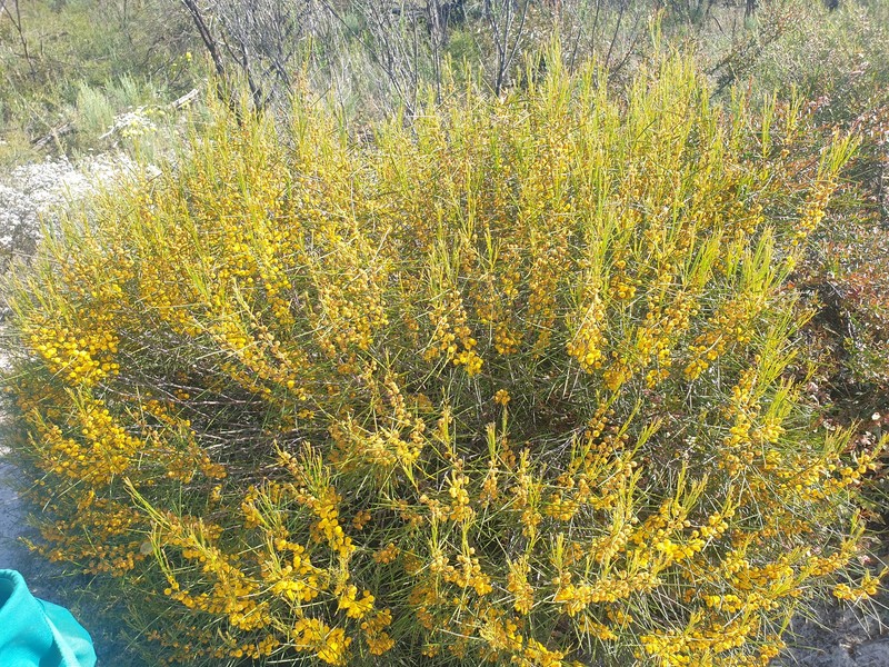 Acacia assimilis photo 6