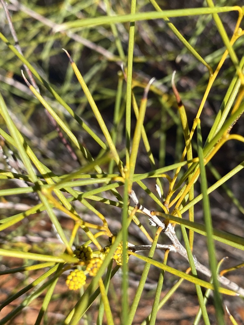 Acacia assimilis photo 7