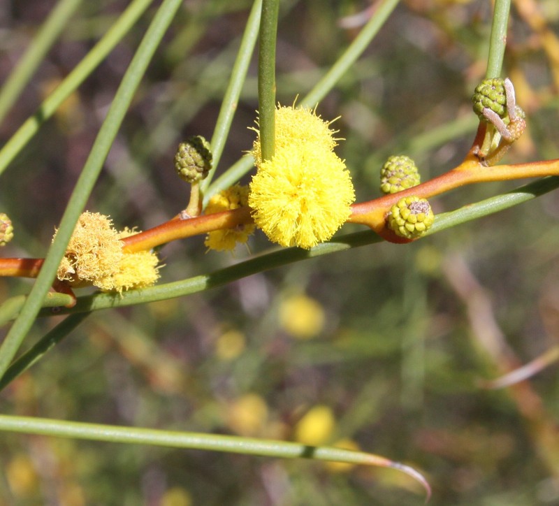Acacia assimilis photo 8