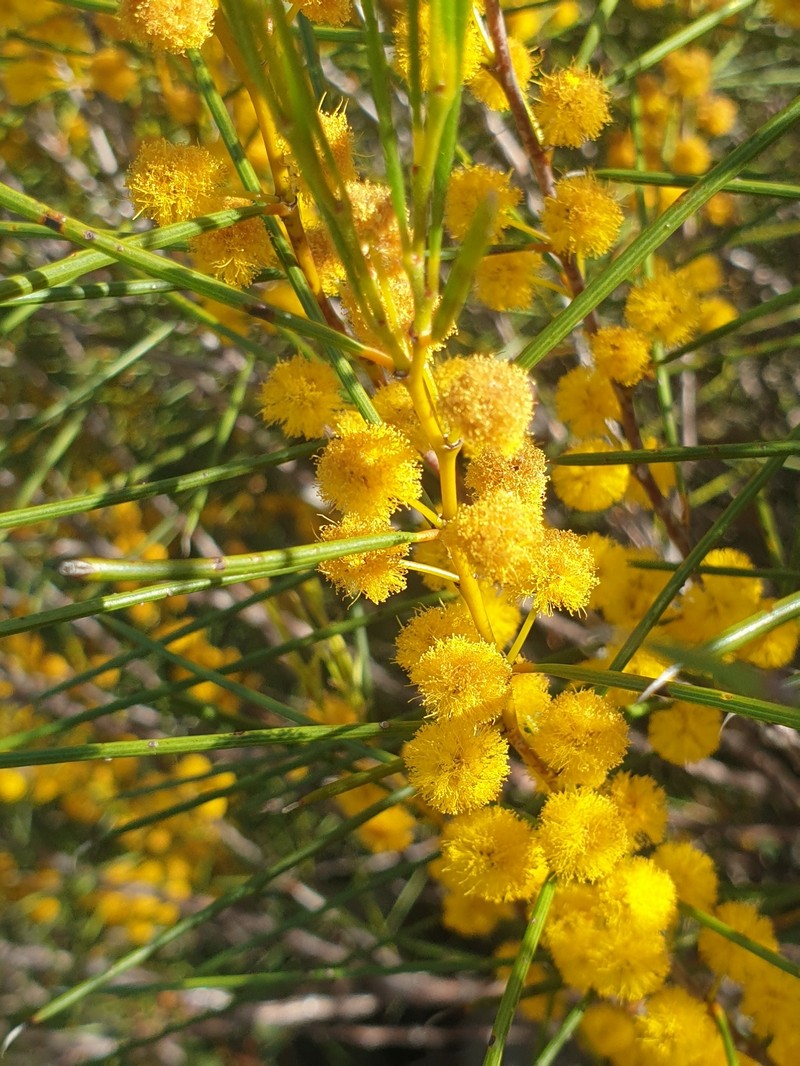 Acacia assimilis subsp. assimilis photo 2