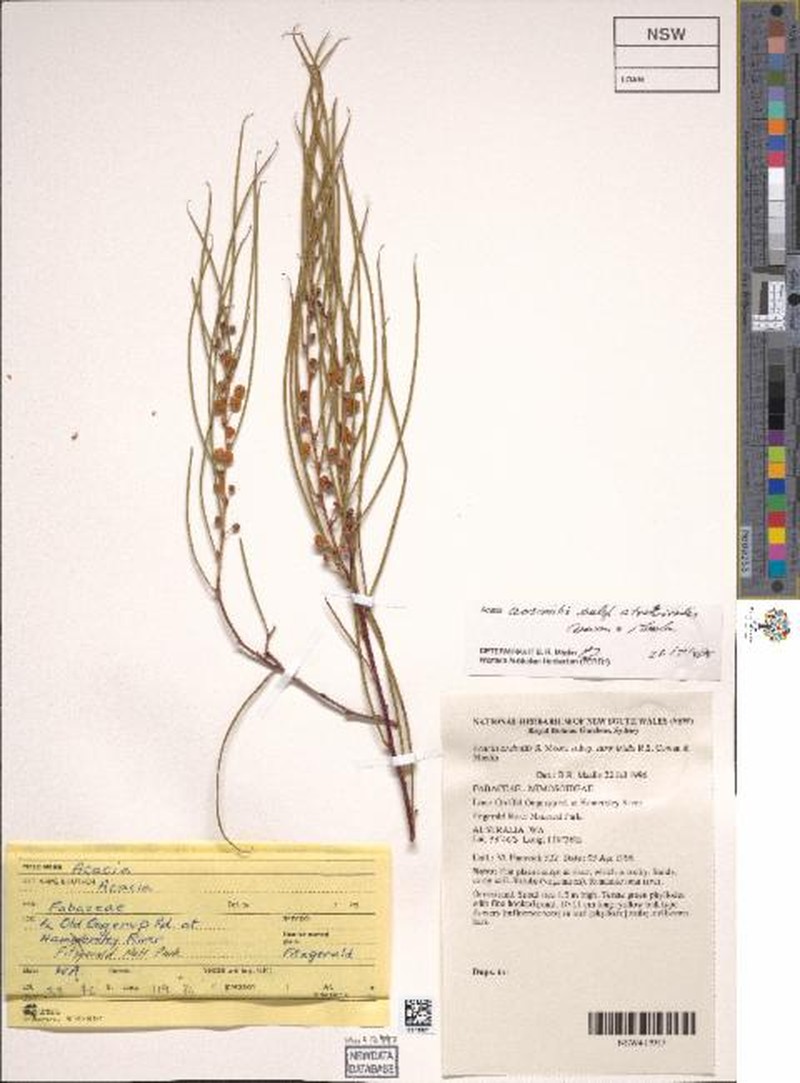 Acacia assimilis subsp. atroviridis