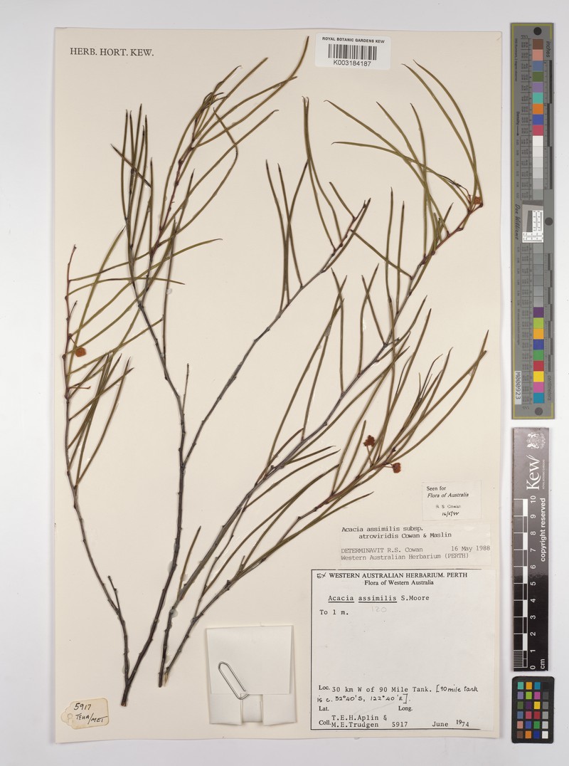 Acacia assimilis subsp. atroviridis photo 2