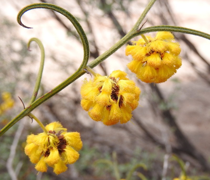Acacia ataxiphylla photo 3