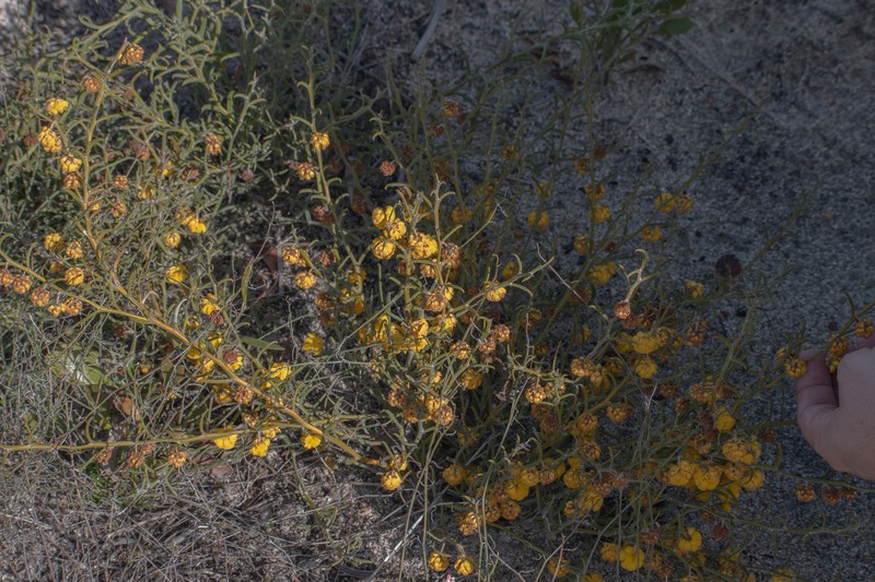 Acacia ataxiphylla photo 5
