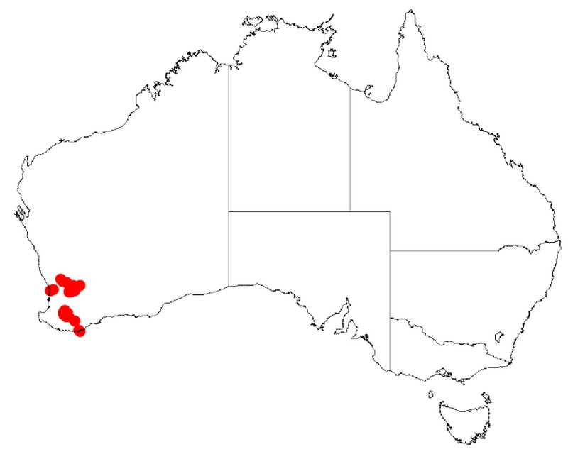 Acacia ataxiphylla