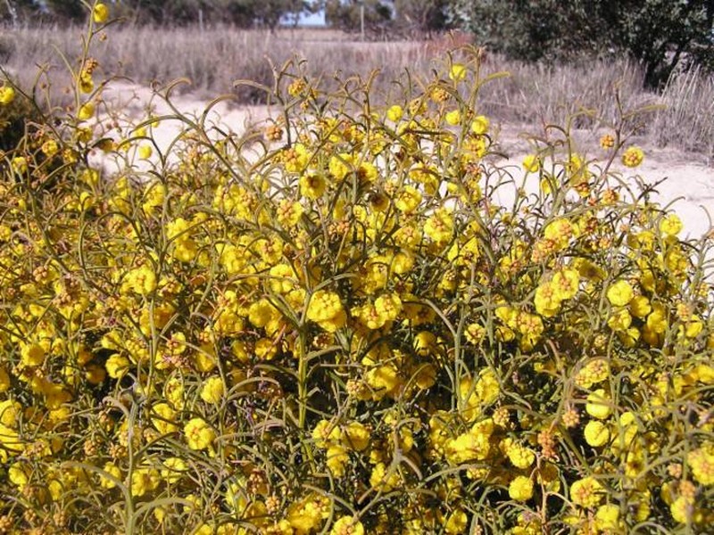 Acacia ataxiphylla photo 2