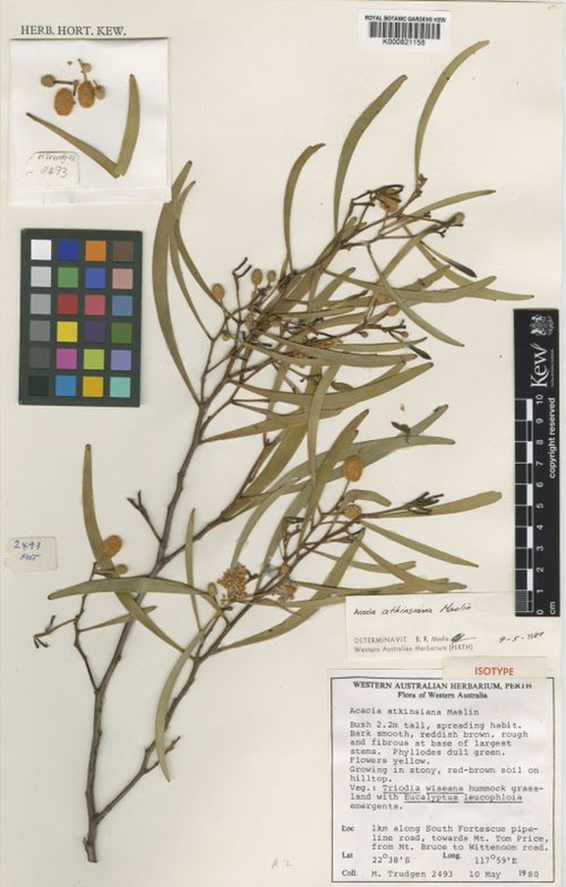 Acacia atkinsiana