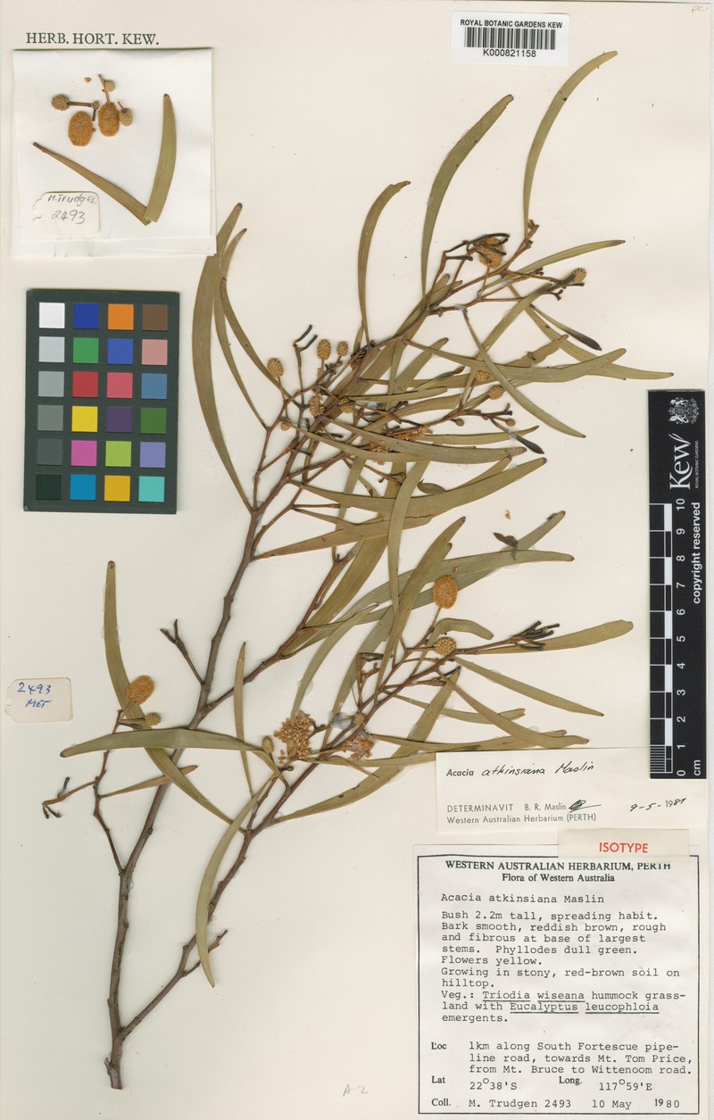 Acacia atkinsiana photo 2